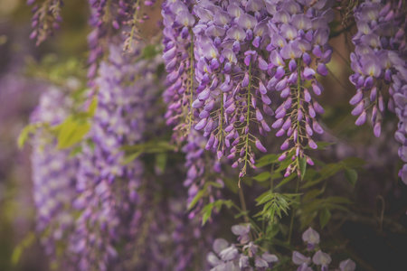 Detail of wisteria plant hanging from a wall. Detail of Wisteria slowly fading into a soft focus background. Blooming wisteria.の写真素材