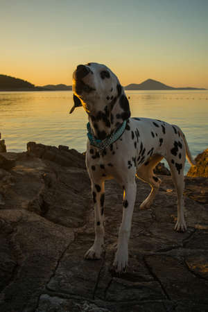 A young dalmatian dog is standing and howling into the air on a bech in early sunsed during a golden hour. Low key photo of a cute dog on the beach.の写真素材