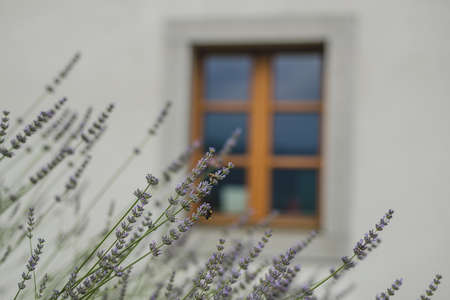Lavender with a bee on it in front of a white building and a brown window frame in a blurry soft focus bacground.の写真素材