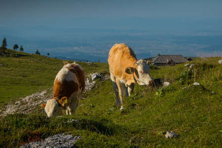 Pair of brown cows with small horns is relaxing on a big pasture field on Velika Planina plateau in Slovenia on a warm sunny summer day.の写真素材