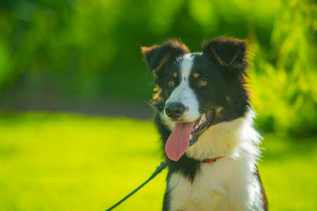 Portrait of a beautiful border collie dog in black and white color and his tongue sticking out. Dog on a leash in green environment.の写真素材