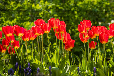 A row of red tulips in a garden on a sunny day. Colorful red tulips in a lush green environment of a home garden.の写真素材