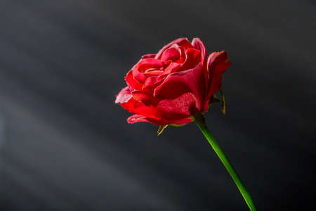 A petal of a red rose on a black background with sun rays visible. Rose turning towards the sun, a romantic feeling of hope and bright future.の写真素材