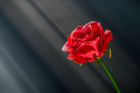 A petal of a red rose on a black background with sun rays visible. Rose turning towards the sun, a romantic feeling of hope and bright future.の写真素材