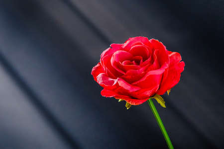 A petal of a red rose on a black background with sun rays visible. Rose turning towards the sun, a romantic feeling of hope and bright future.の写真素材