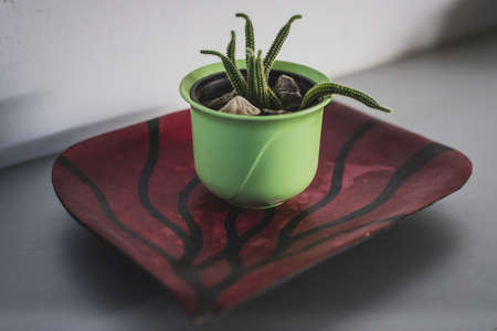 Funny small cactus in a green pot, on a red wooden board.の写真素材