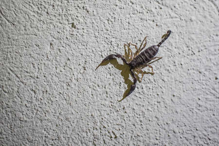 Big ugly looking scorpion on a textured white wall, casting a strong shadow on the ground. Scary looking scorpion on a wall.の写真素材