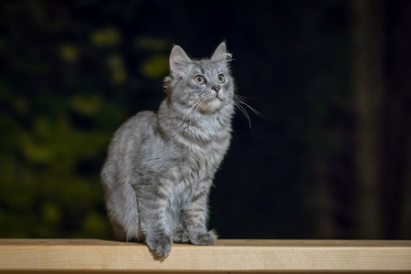 Cute little furry cat sitting on a wooden bench and looking up during night time. Cat waiting and looking towards its prey.の写真素材