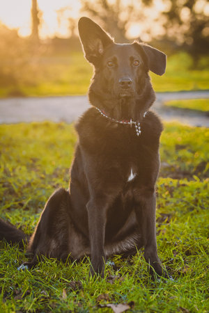 Curious black dog sitting on the grass in the evening with strong sunny backlight. Dog with one ear pointing up to give feeling of interest and excitement. Interested dog.の写真素材
