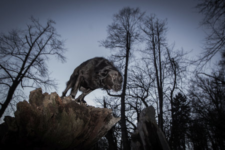 A scary dog standing on the top of a tree trunk at dusk in a dark forest.の写真素材