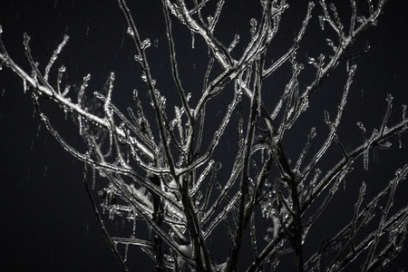 Trees and branches with ice. Iced trees. Fairytale setting.の写真素材