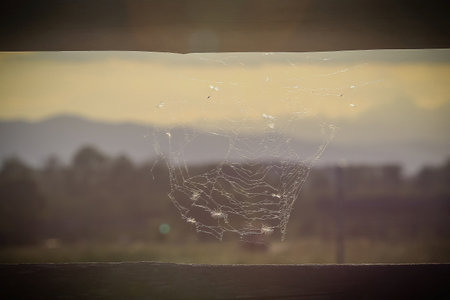 Spider web with rural background and some dandelion white floaties caught in the spiderweb with strong backlight.の写真素材