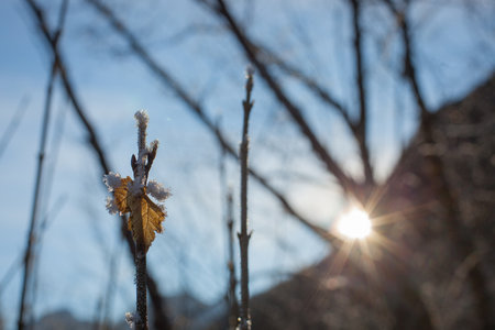 Leaves and branches in cold weather with frost and small icicles lit by winter sun. Detail on small brown leaf. Twigs with frost backlit with sun.の写真素材