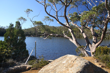 A tree standing in the bay in Lake Dobson in Mount Field national park on Tasmania, Australia.の写真素材