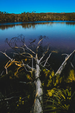 A tree has fallen in the water in Lake Dobson in Mount Field national park on Tasmania, Australia.の写真素材