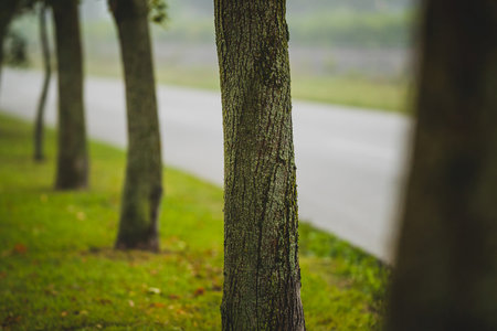 A row of trees next to an asphalt road in a foggy misty autumn morning. Detail of bark with moss on a second tree in a row.の写真素材