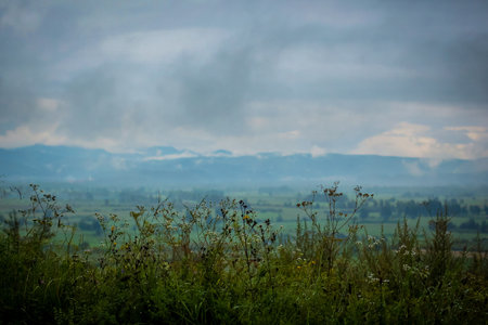Rainy panorama over greeb plains and fields of ljubljana marshes and with clouds and mountains in the background and flowers in the foreground.の写真素材