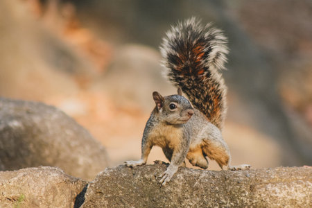 A cute little squirrel with a fluffy tail standing on a rock formation.の写真素材