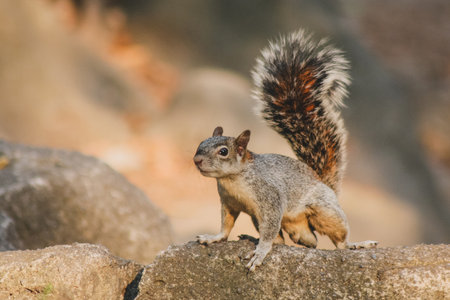 A cute little squirrel with a fluffy tail standing on a rock formation.の写真素材