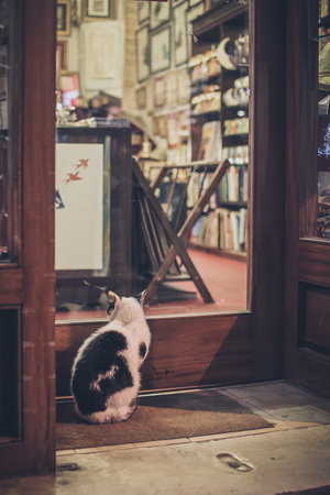 A black and white cat is looking inside the library through the glass door during the night.の写真素材