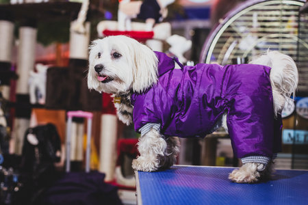 A cute highland terrier is posing dressed up in a purple dress in a shop.の写真素材