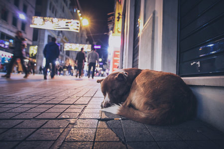 A stray abandoned dog during the night on the busy city street in Istanbul. People walking past the hungry abandoned dog.の写真素材