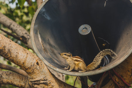 A cute chipmunk sitting in an old plastic loudspeaker in New Delhi, India.の写真素材