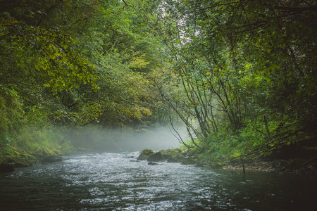 Fast flowing water over springs on a cold and hazy setting in a forest. Mystical view above a small river spring.の写真素材