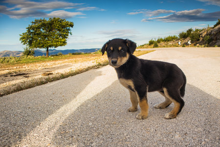 A young rottweiler puppy is sitting in the morning sun on an open road and looking towards the camera. Blue sky and tree in the background.の写真素材