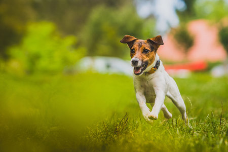 Young Jack Russel Terrier named Blue is running towards the camera in a green environment.の写真素材