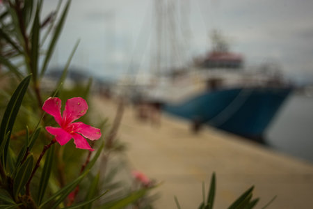 A fuchsia colored flower in a port of Alghero, Sardinia. Focus on the flower petal with a blue ship moored in port in the background.の写真素材