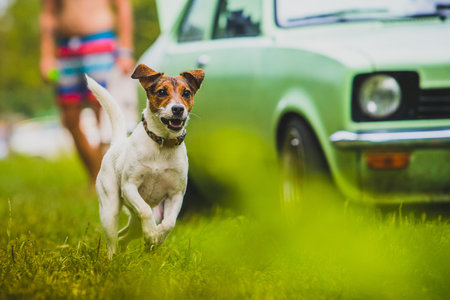 Young Jack Russel Terrier named Blue is running towards the camera in a green environment in front of an old school oldtimer car.の写真素材