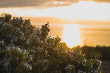 Dreamy mediterranean foliage or green bush in a beautiful early morning setting with sun just rising above the sea in the distance. Golden morning hour with flowersの写真素材