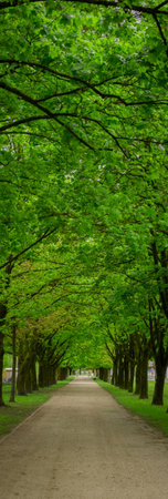 Beautiful green spring avenue on a gravel road. Narrow and high picture of a picturesque avenue.の写真素材