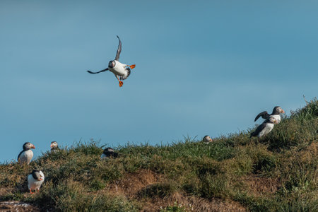 Cute icelandic puffin bird in a flight over clear blue skies. Side view of a puffin flying around and trying to land.の写真素材