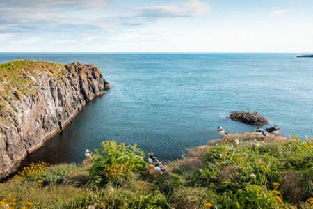 Cliffs and beach in Borgarfjordur Eystri, Iceland, inhabitated by beautiful Puffin birds, wandering around the place on a summer day.の写真素材