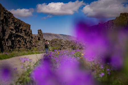 Rock formations at Thingvellir national park in Iceland, where tectonic plates meet. View of rocks and flowers in the foreground.. Hiker visibleの写真素材