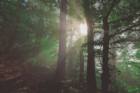 Enchanted forest with streaks of light from the sun visible piercing through thick leaves of trees.の写真素材