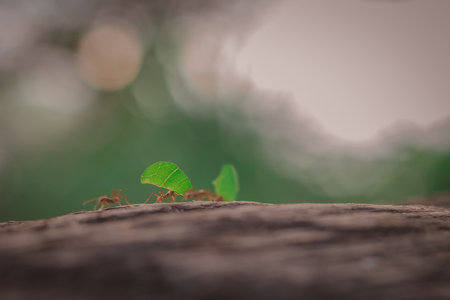 A row of brown ants is carrying leaves across the wooden trunk. Strong animal carrying leaf in a jungle setting.の写真素材