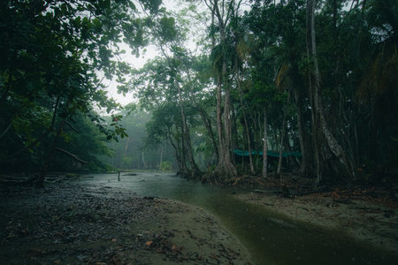 Heavy rain in the jungle setting in Costa Rica. Rain pouring down onto a small stream and jungle with mangroves in the costarican countrysideの写真素材