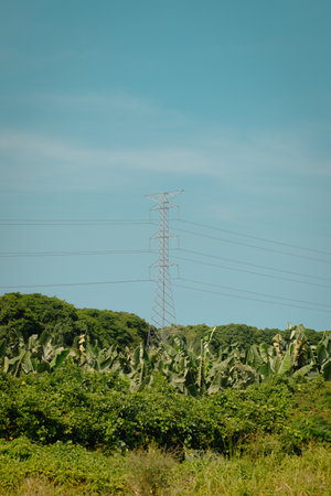 Mast or pole for electrical power lines in the middle of a jungle. Electrical lines traveling through the vast wilderness of nature.の写真素材