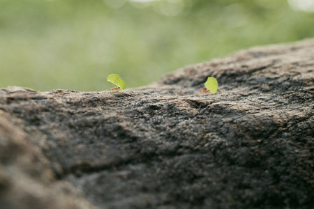 A row of brown ants is carrying leaves across the wooden trunk. Strong animal carrying leaf in a jungle setting.の写真素材