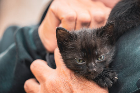 One small black kitty, very cute, in a lap or hiding behind a hand of a woman, warming themselves behind a sweater. Young cats in a lap.の写真素材
