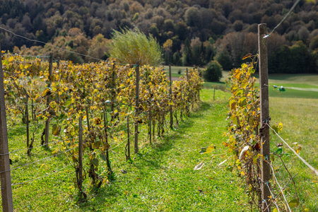 grapevine leaves turning brown as the season is turning into autumn. Leaves on branches with grapes, green turning into brown. vineyard in autumnの写真素材