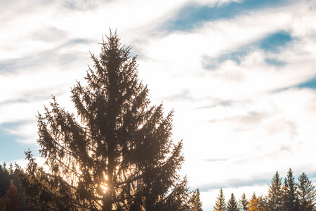 Backlit twigs and branches of a fir by a morining sun, with other trees in soft bokeh. High contrast image of tree twigsの写真素材