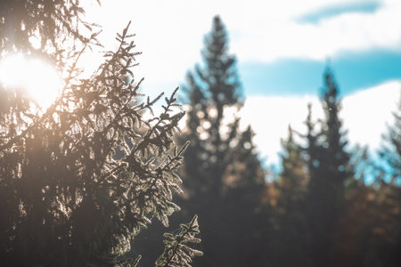 Backlit twigs and branches of a fir by a morining sun, with other trees in soft bokeh. High contrast image of tree twigsの写真素材