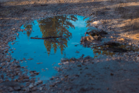 reflection of a couple of trees in a small water pond in gravel road. Alpine environment with reflection of a detail of a forest in autumnの写真素材