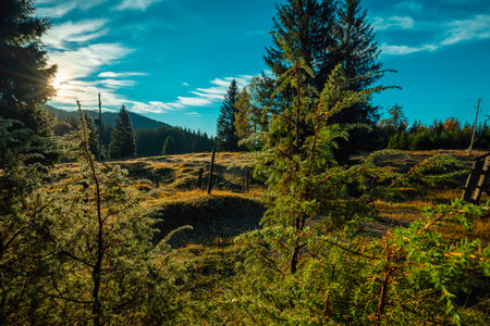 Alpine meadow in early morning, on the way from Rudno polje to Planina Uskovnica in slovenian Julian alps. Autumn feeling with trees and grass yellow and brown toned, sky star flareの写真素材
