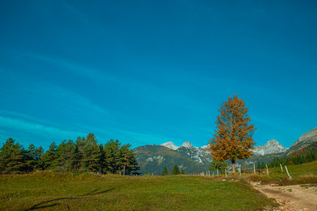 Beautiful panorama from Uskovnica plateau in autumn with brown yellow and green trees in front of a majestic alpine backdrop of julian alps.の写真素材