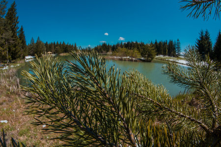 Beautiful blosko jezero or bloke lake in early spring, with cold lake, green grass and spiky fir in the foregroundの写真素材